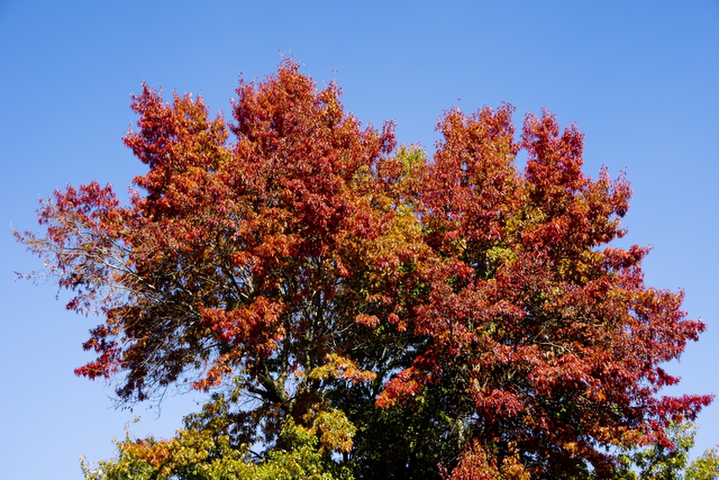 Colour in the Tree TopsPhotography by David Willis